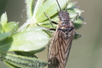 (Mgaloptre - Sialidae - Sialis sp.)